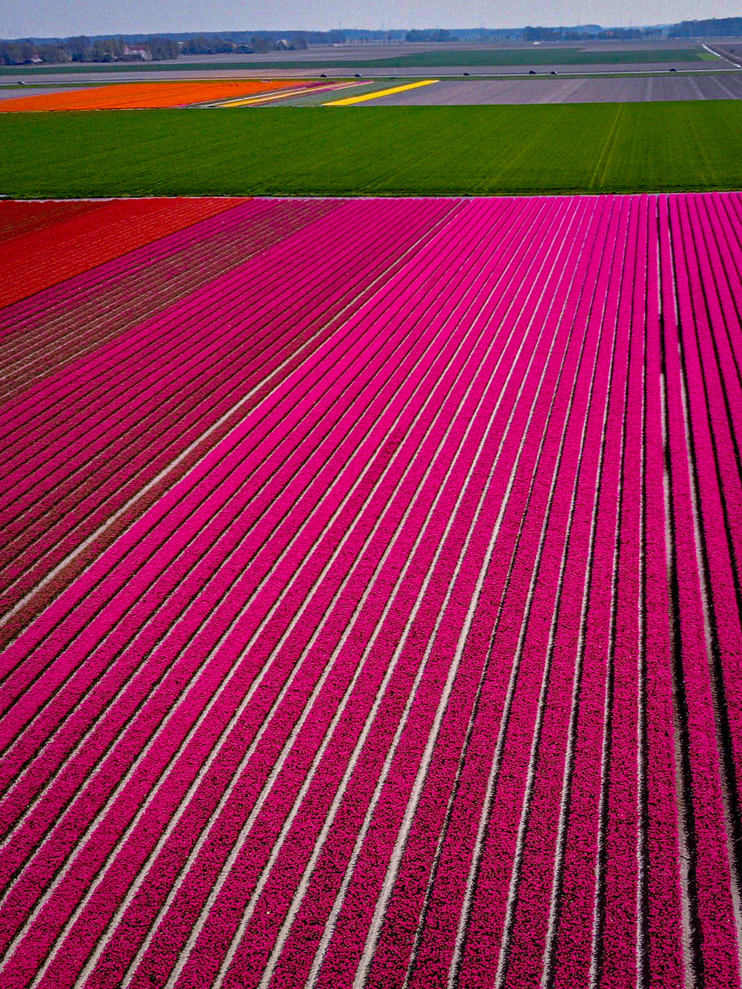 Pink Fields