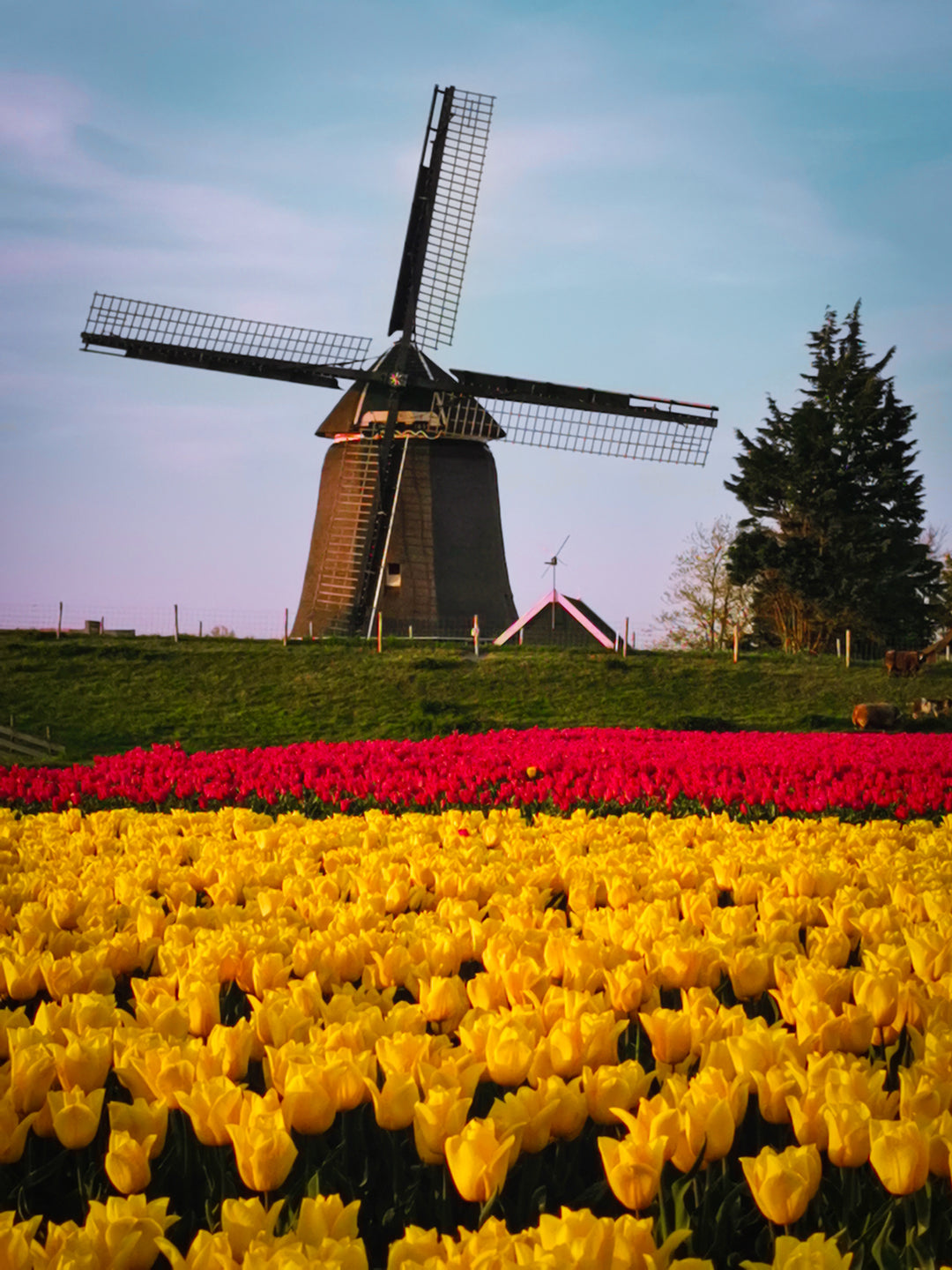 Windmills & Tulips