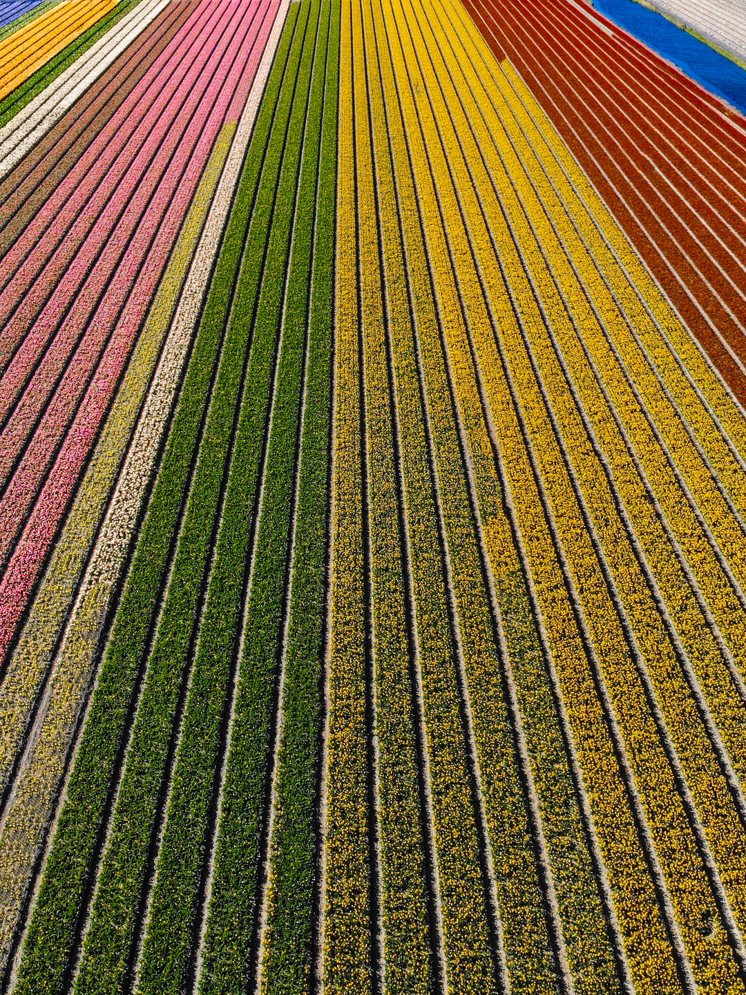 Rainbow Fields