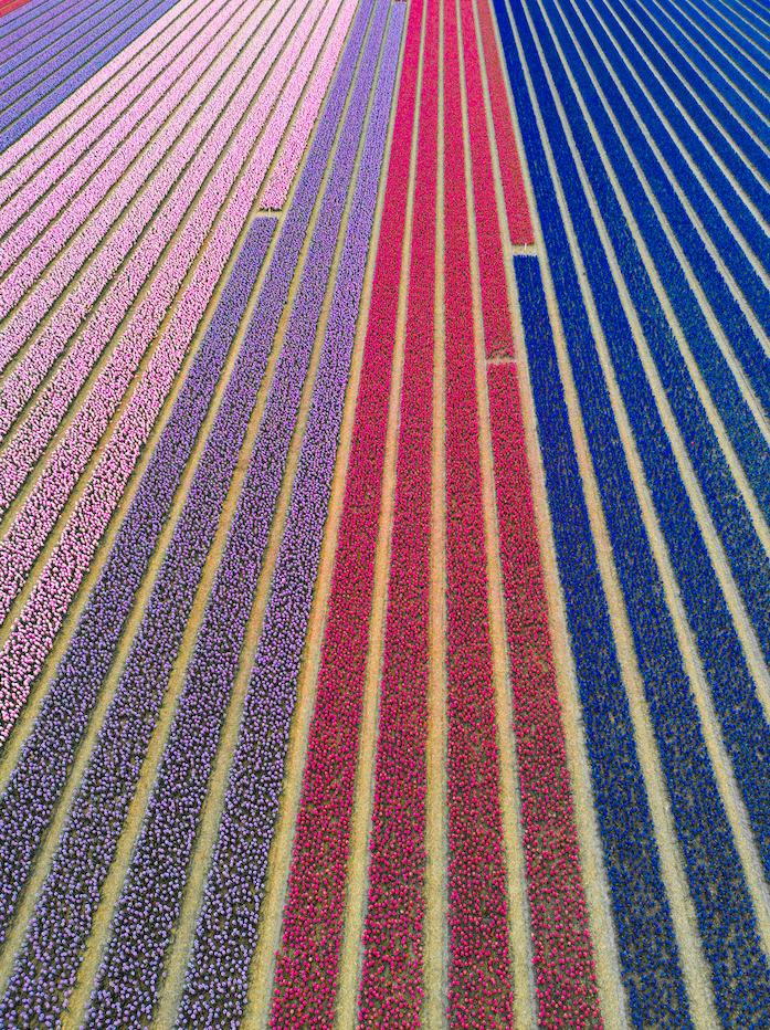 Violet Fields