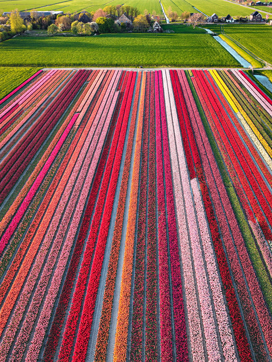 Tulip Collection