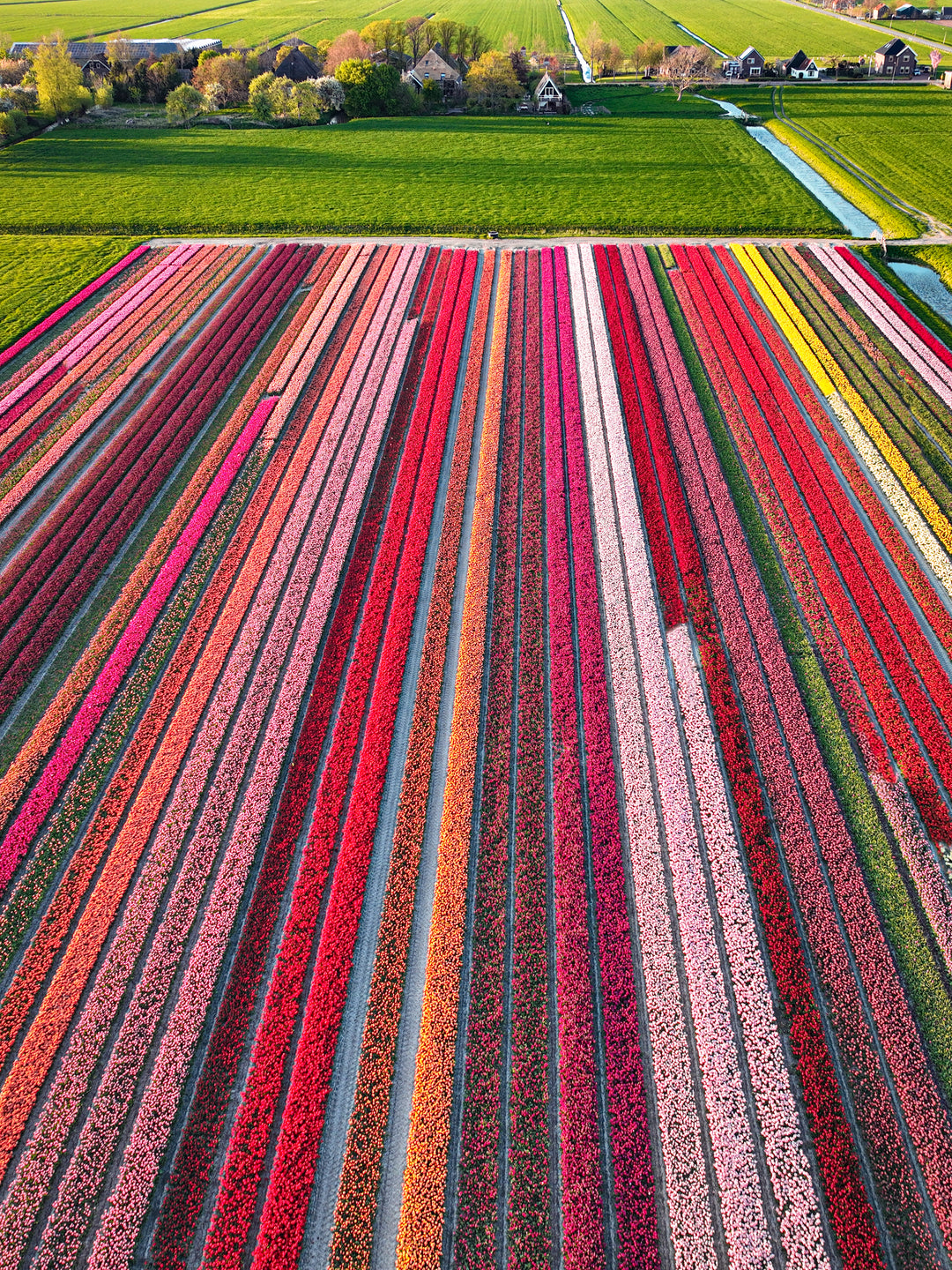 Tulip Village