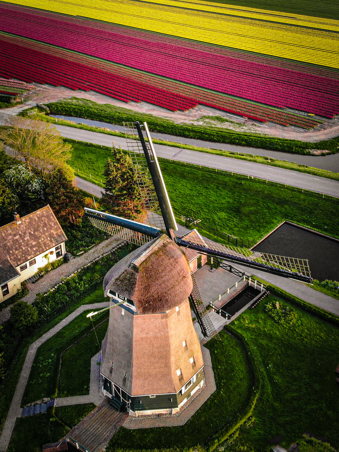 Tulip Windmill