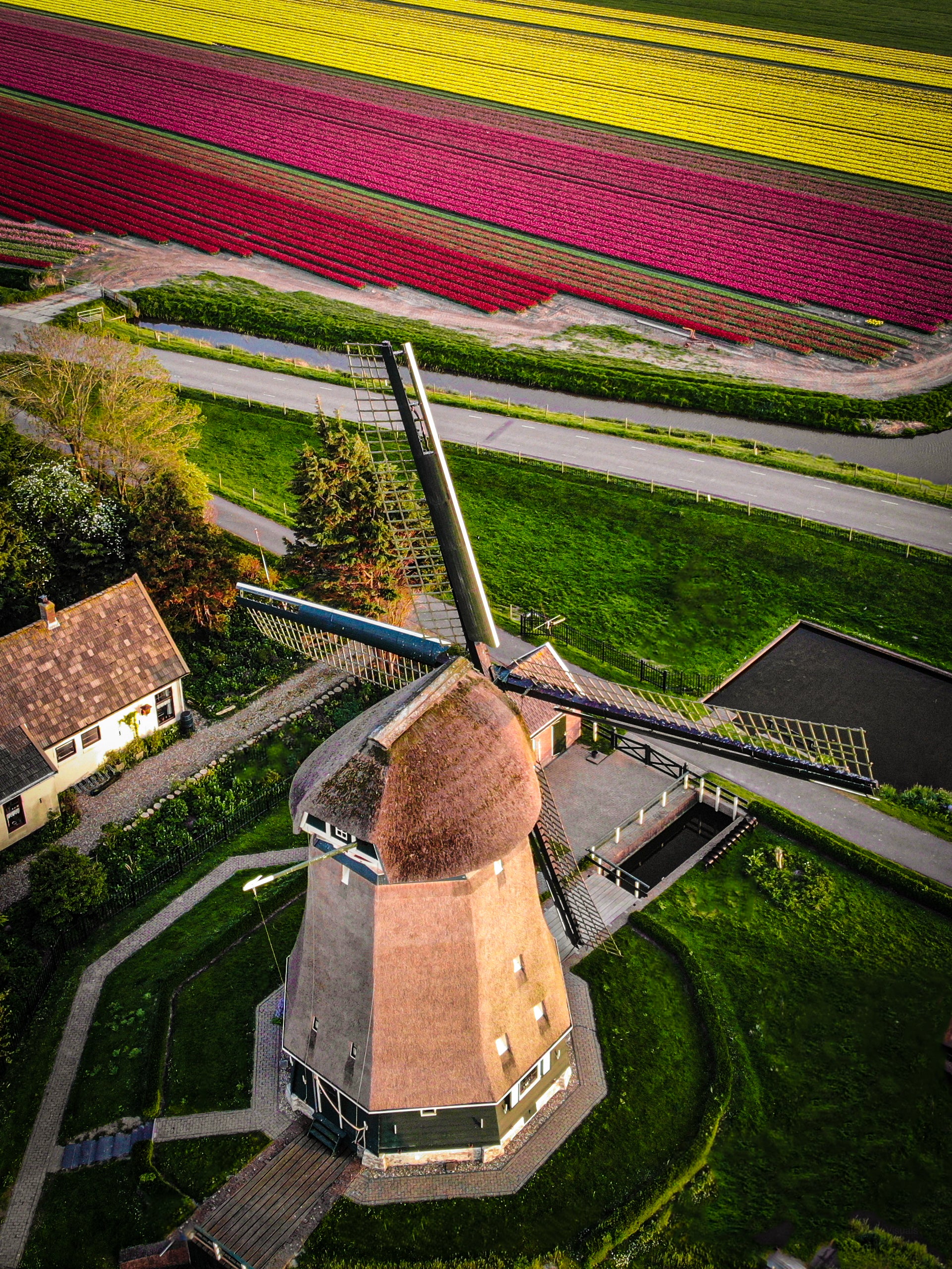 Tulip Exhibition