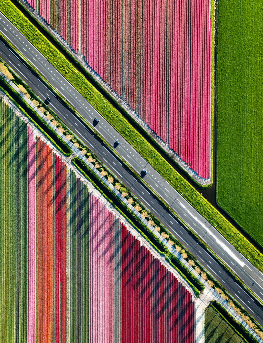 Tulip Highway