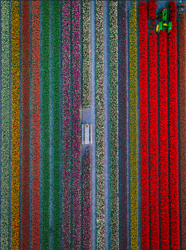 Tulip Garden